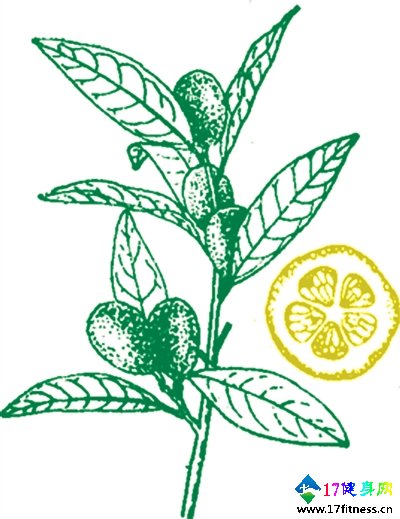 ϸƷζ���� 8�������ս�����Ч